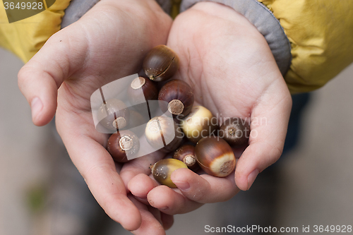 Image of acorns in the children's hands