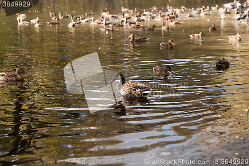 Image of duck in the pond