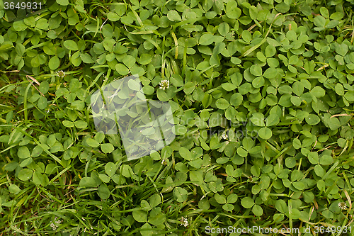 Image of green clover