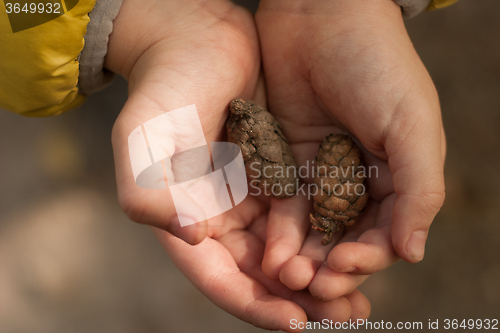Image of two bumps in the hands of a child. Soft focus