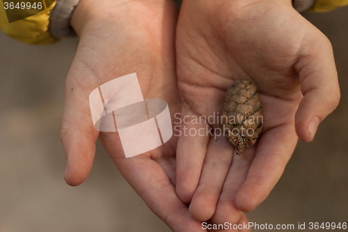 Image of little fir-cone in the hands of a child at sunset