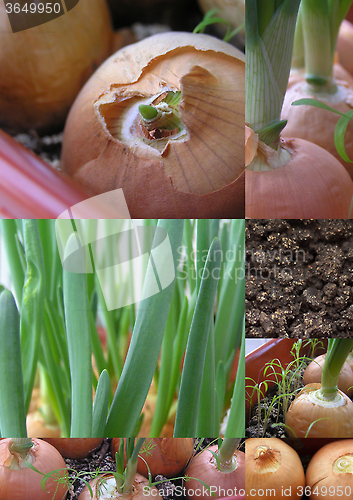 Image of green onions