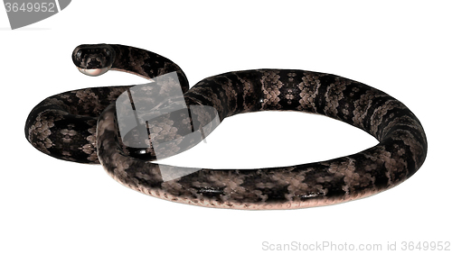 Image of Cottonmouth Snake on White