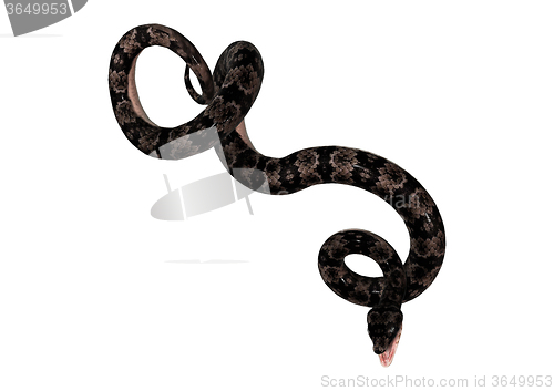 Image of Cottonmouth Snake on White