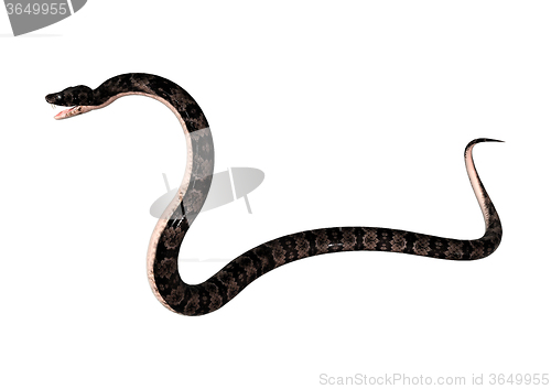 Image of Cottonmouth Snake on White