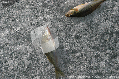 Image of Fishs on ice