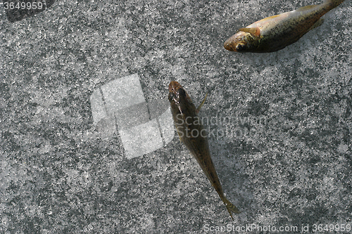 Image of Fishs on ice