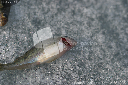 Image of live fish. red gills