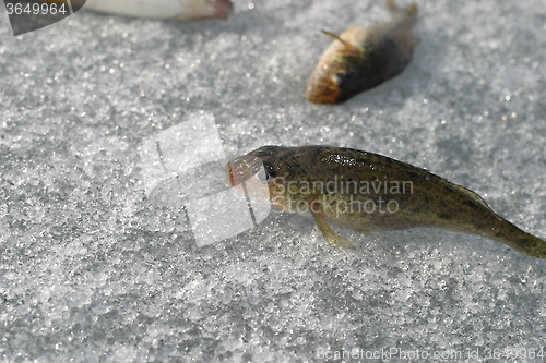 Image of fish on ice