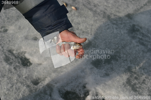 Image of live fish in the hands of the fisherman on winter fishing