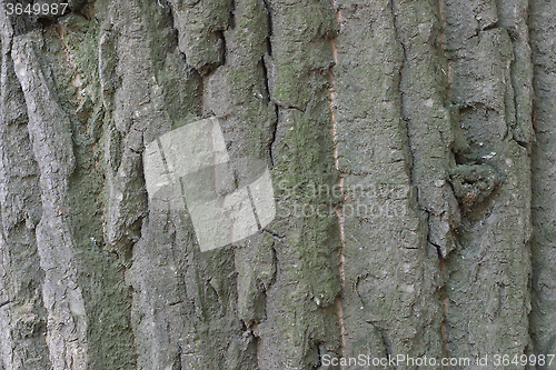 Image of tree bark