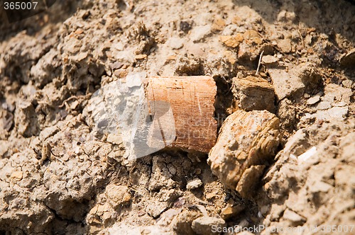 Image of Petrified wood