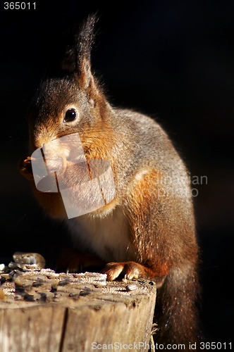 Image of squirrel