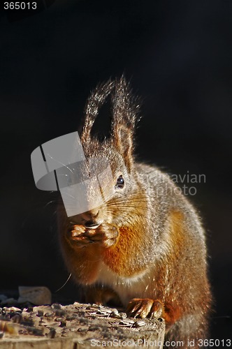 Image of squirrel