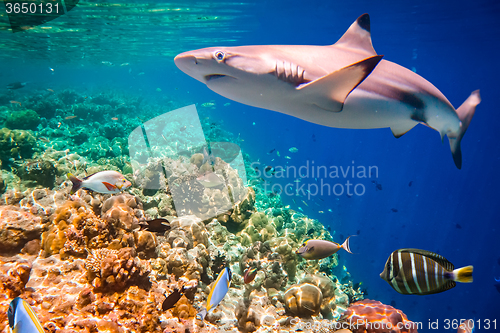 Image of Tropical Coral Reef.