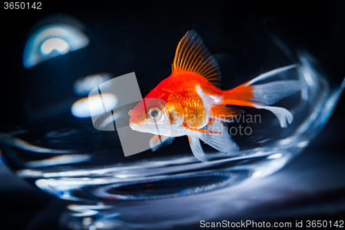 Image of Goldfish