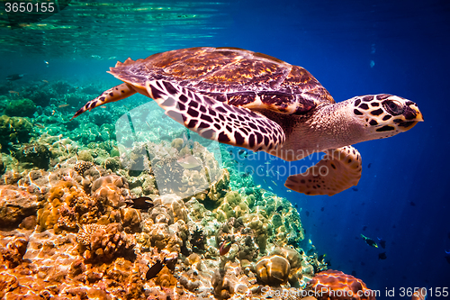 Image of Hawksbill Turtle - Eretmochelys imbricata