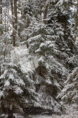 Image of Winter landscape of natural forest with juvenille spruce trees
