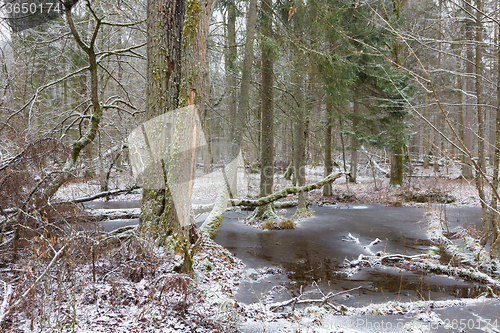 Image of Old natural stand of Bialowieza Forest by water