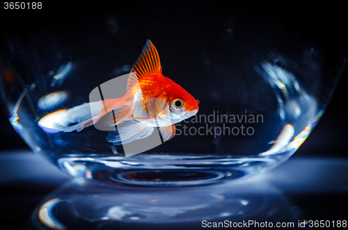 Image of Goldfish