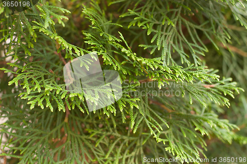 Image of texture arborvitae