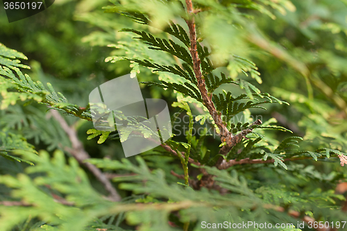 Image of texture arborvitae