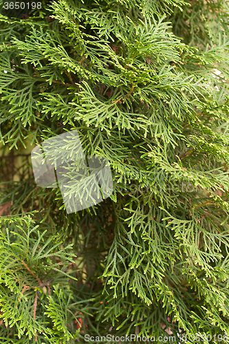 Image of texture arborvitae