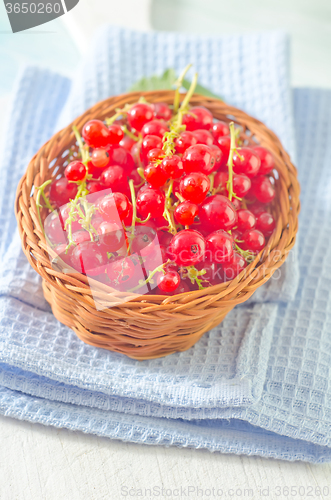 Image of red currant