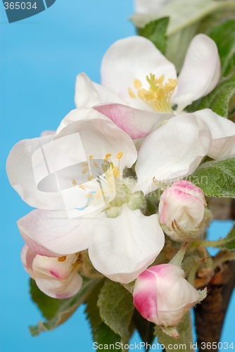 Image of Apple Flowers