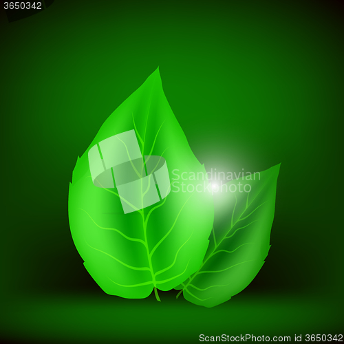 Image of Two Green Leaves