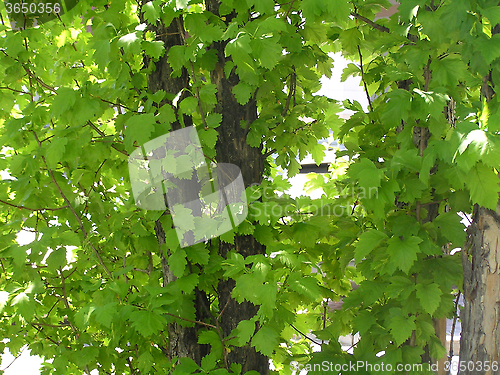 Image of tree in green leaves