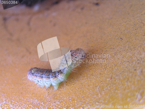 Image of caterpillar