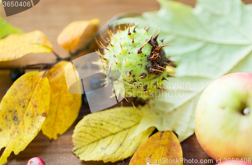 Image of close up of autumn leaves, fruits and berries