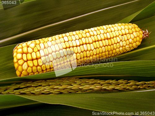 Image of maize