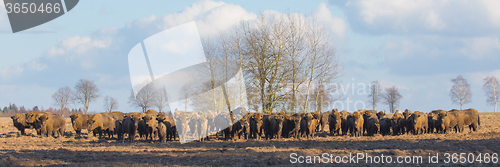 Image of European Bison herd in winter sunny day