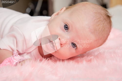 Image of The two-month girl trying to lift his head lying on his stomach