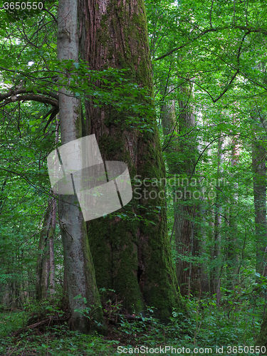 Image of Monumental linden tree of Bialowieza Forest