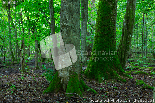 Image of Group of old trees in summertime stand