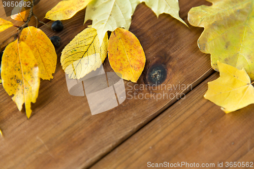Image of close up of many different fallen autumn leaves