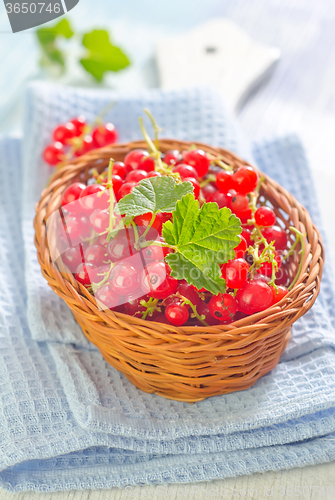 Image of red currant
