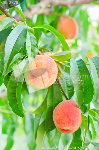 Image of peach on tree