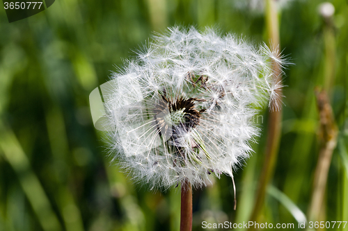 Image of White dandelion  . close-up 