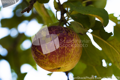 Image of red apple on the tree  