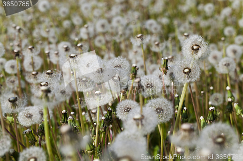 Image of White dandelion .  close-up  