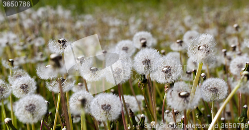 Image of White dandelion .  close-up  