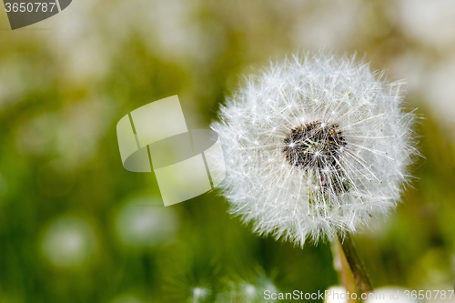 Image of White dandelion.  close-up  