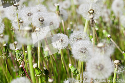 Image of White dandelion .  close-up  