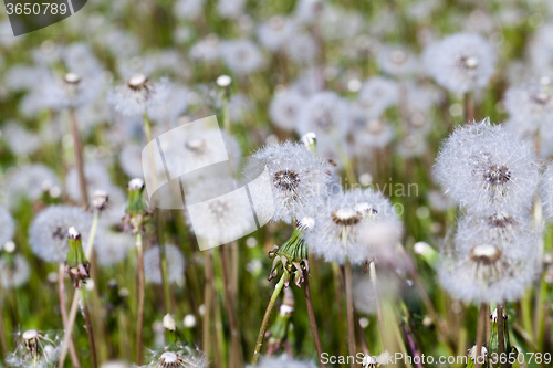 Image of ripened dandelion . close-up