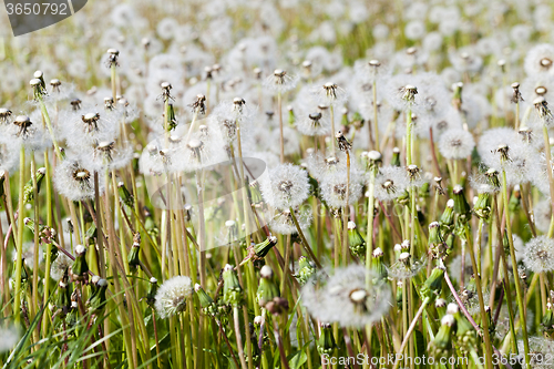 Image of White dandelion .  close-up  