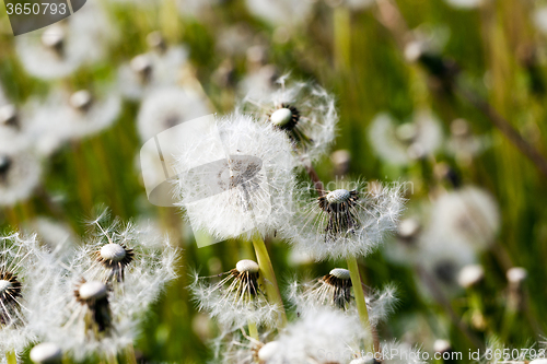 Image of White dandelion .  close-up  